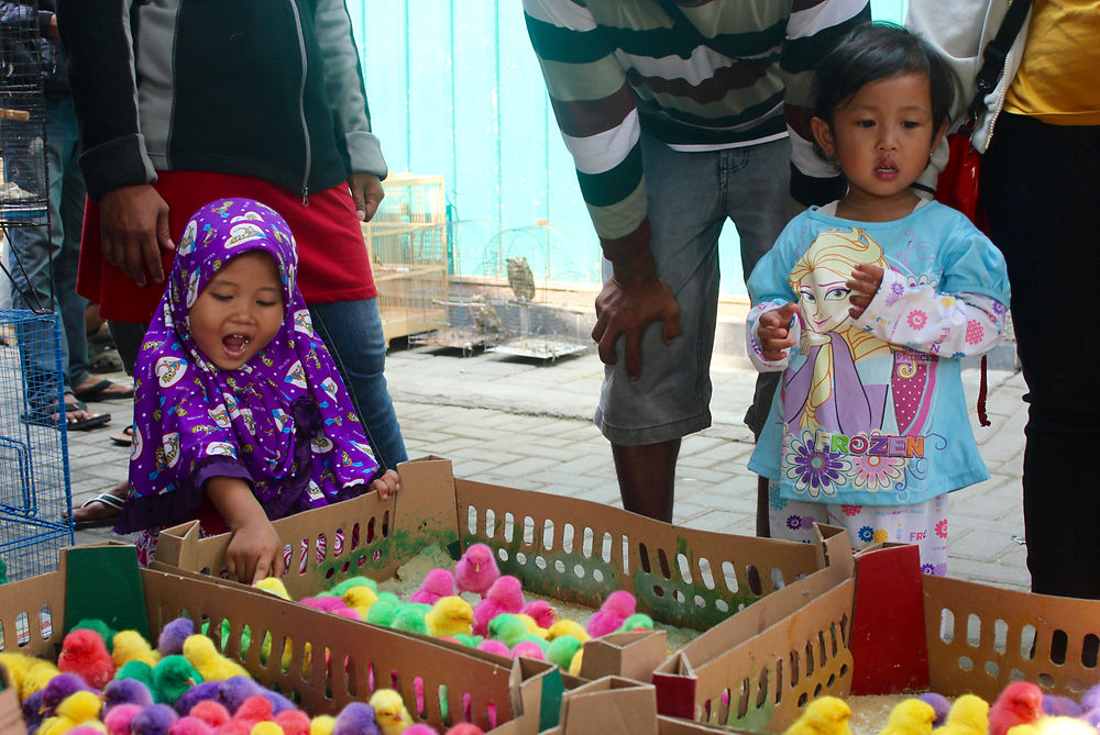 Le marché aux oiseaux de Yogyakarta