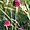 Plante sauvage Allium rouge