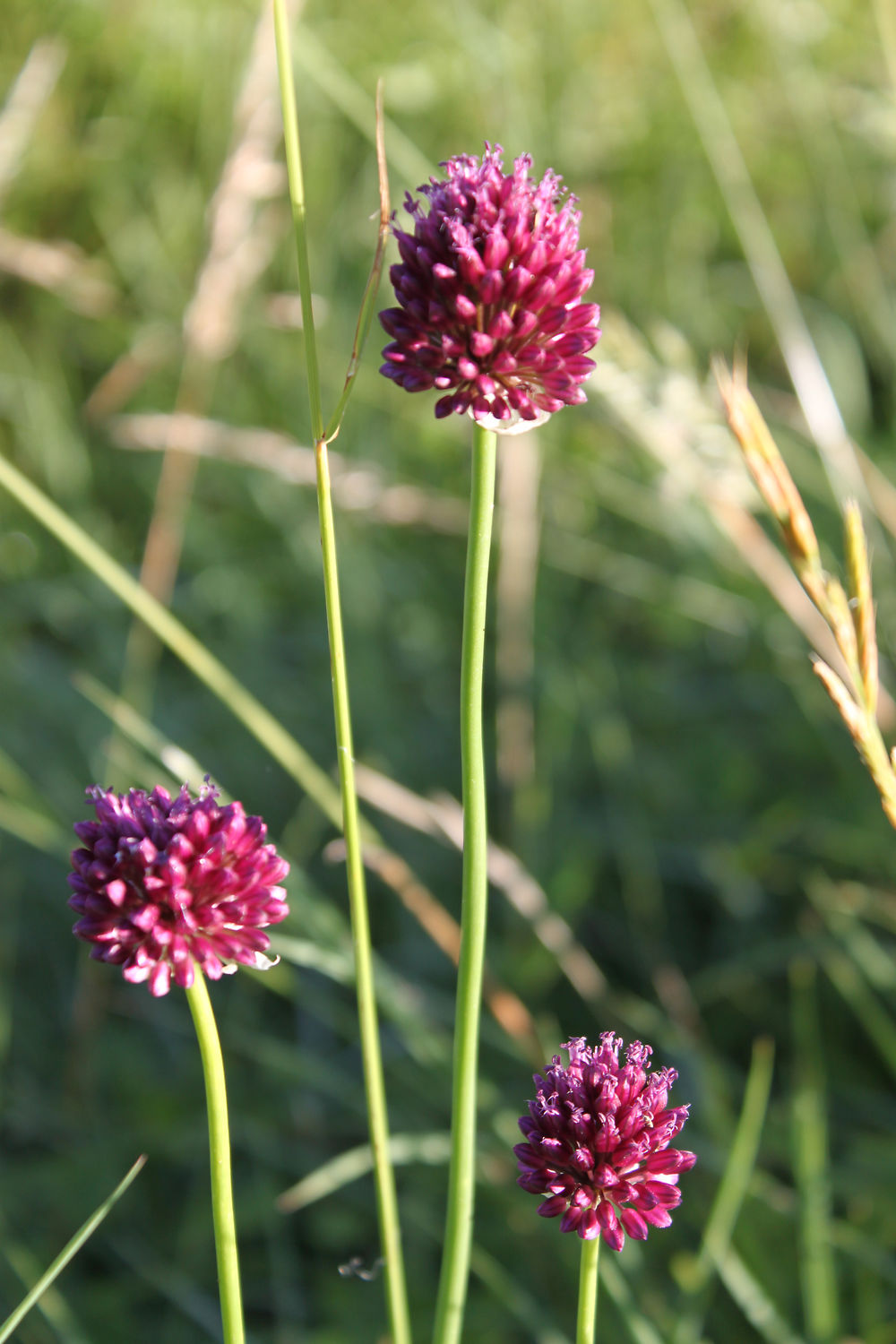 Plante sauvage Allium rouge