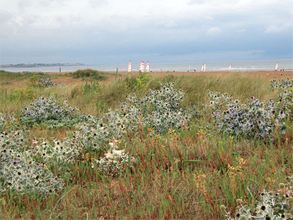 Chars à voile sur la plage