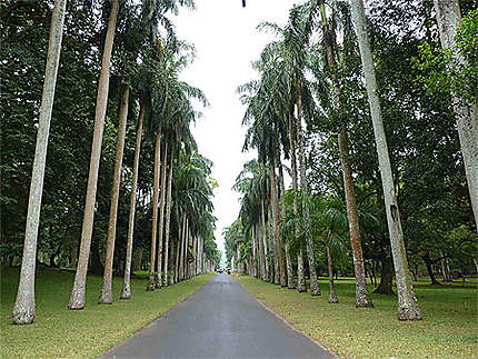 Allée des Palmiers du Jardin Botanique de Kandy