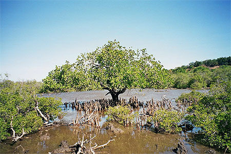 Palétuvier dans la mangrove