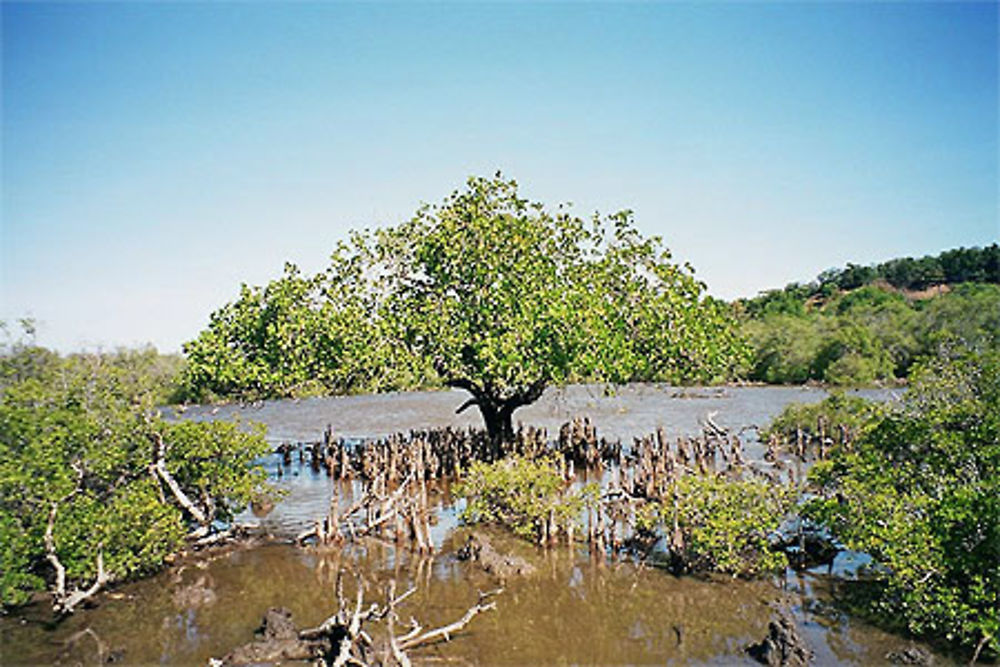 Palétuvier dans la mangrove