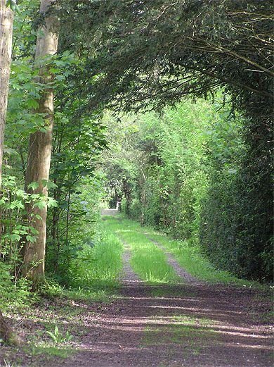 Allée boisée de Misery Allée boisée de Misery