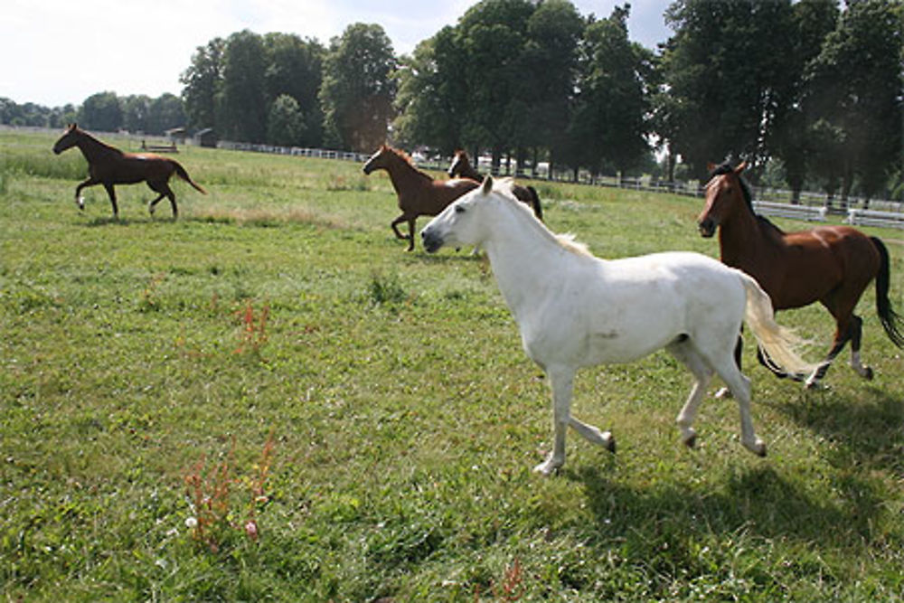 Le galop des chevaux