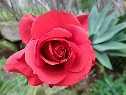 Rose rouge à São Vicente