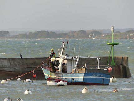 Les cormorans attendent un éventuel poisson 