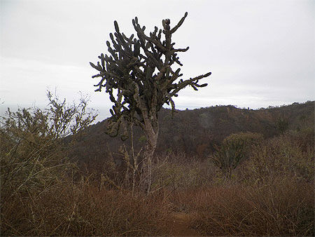 Arbre-cactus