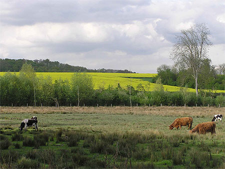 Marais de Misery Marais de Misery