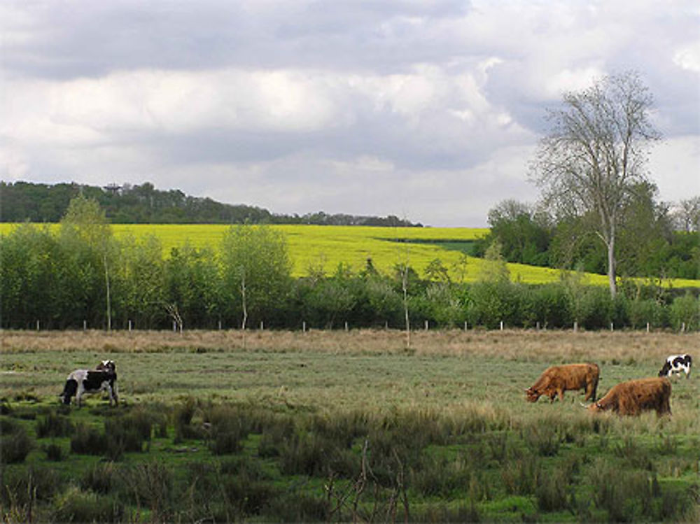 Marais de Misery