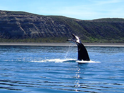 Baleine dans la peninsula Valdes