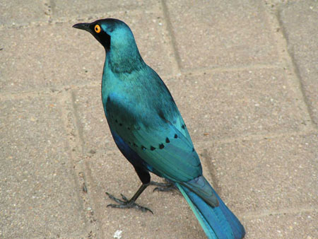 Oiseau bleu Oiseau bleu