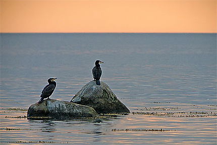 Coucher de soleil et cormorans