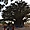 Le Baobab sacré à Nianing