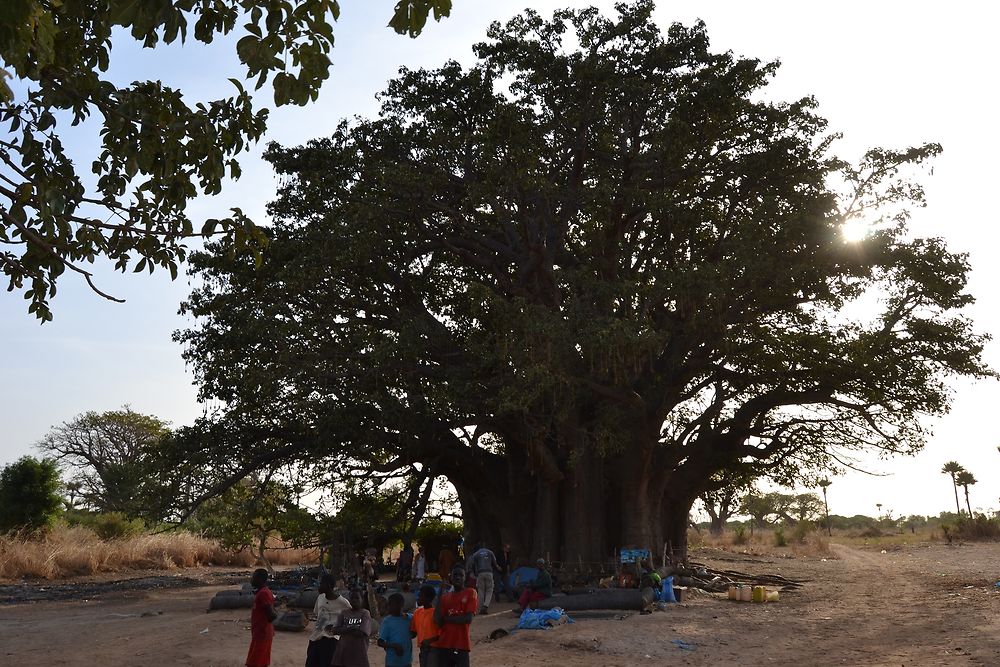 Le Baobab sacré à Nianing