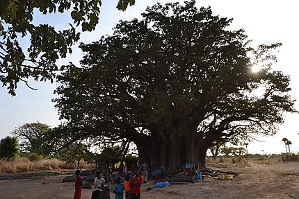 Le Baobab sacré à Nianing