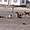 Meute de chiens sur les bords du Saloum