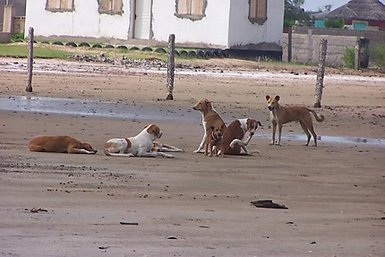 Meute de chiens sur les bords du Saloum
