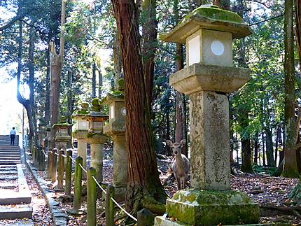 Lanternes de pierre du Sanctuaire Kasuga Taisha