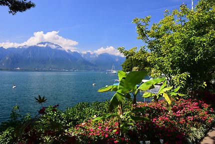 Fleurs et montagnes à Montreux
