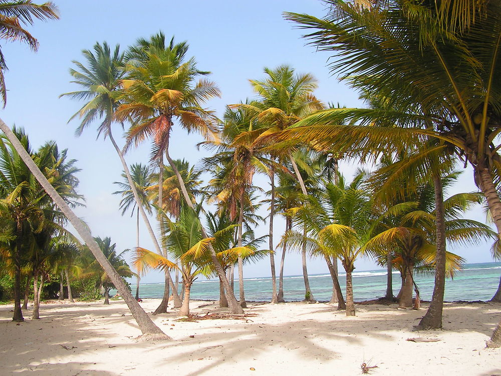 Plage de Bois Jolan Sainte-Anne