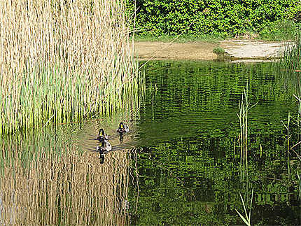 Mare aux canards - Parc des Beaumonts