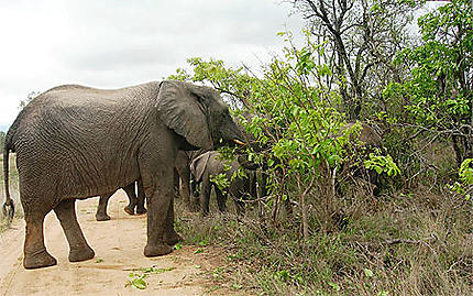 Eléphants de Thorny Bush