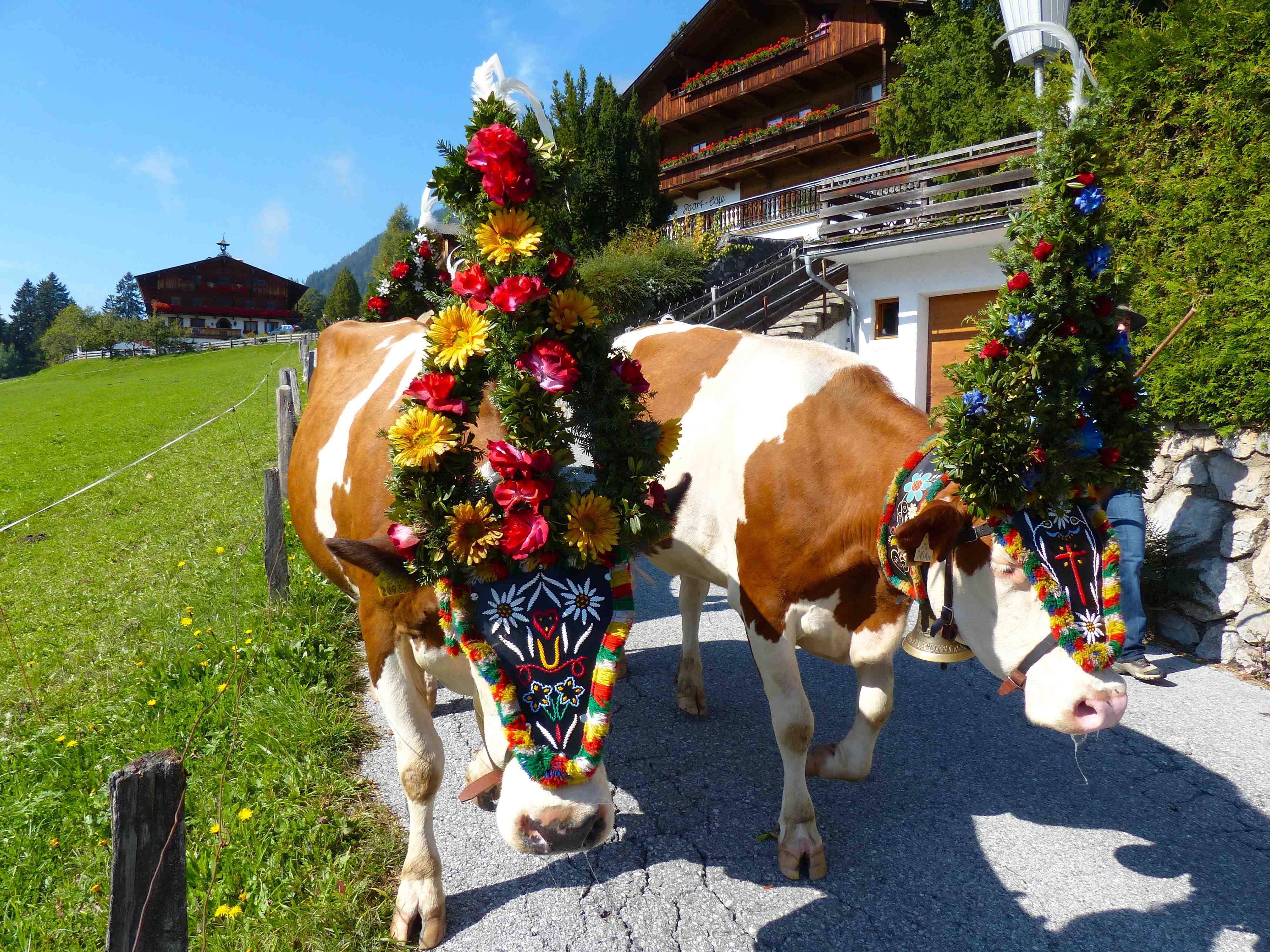 Vaches décorées - Transhumance 2013 Vaches décorées - Transhumance 2013