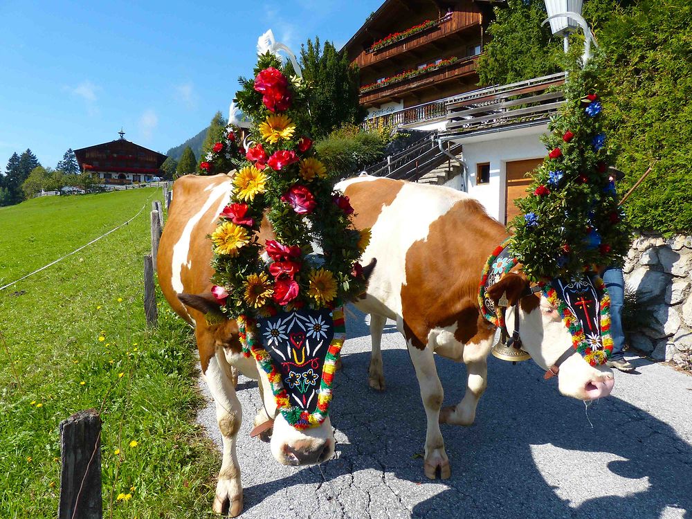 Vaches décorées - Transhumance 2013