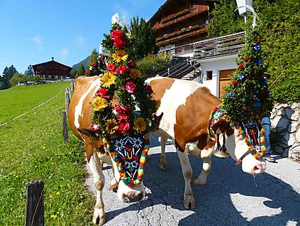 Vaches décorées - Transhumance 2013