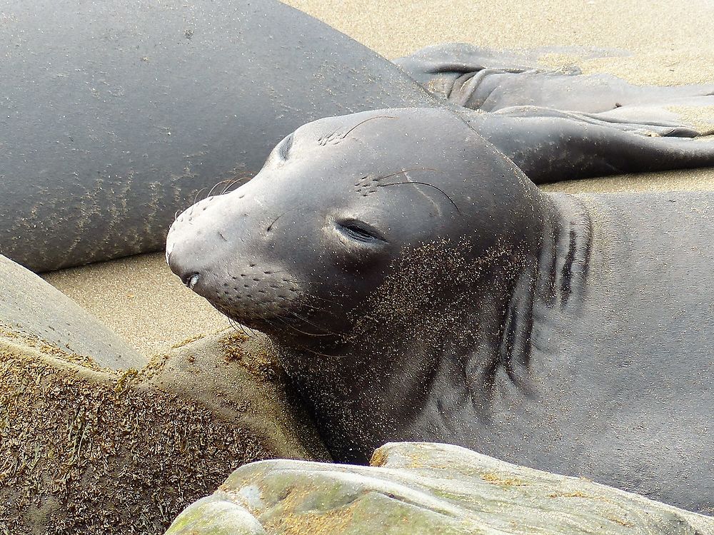 Eléphant de mer 