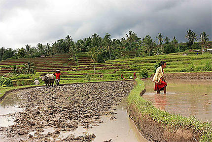 Travail dans les rizières de Jatiluwih