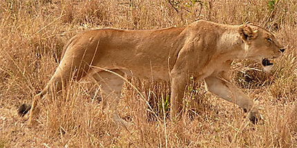 Lionne dans le Serengeti