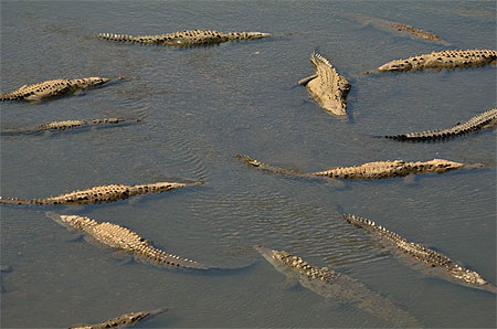 Crocodiles Crocodiles