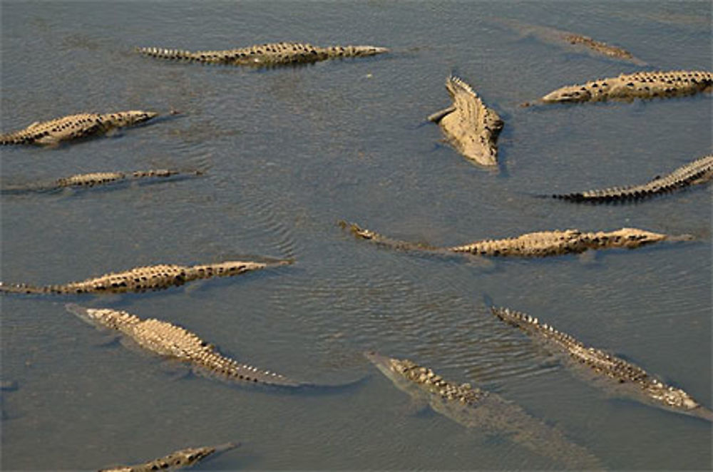 Crocodiles 