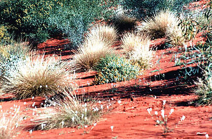 Désert Park à Alice Springs