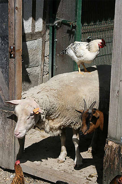 Les animaux de la ferme