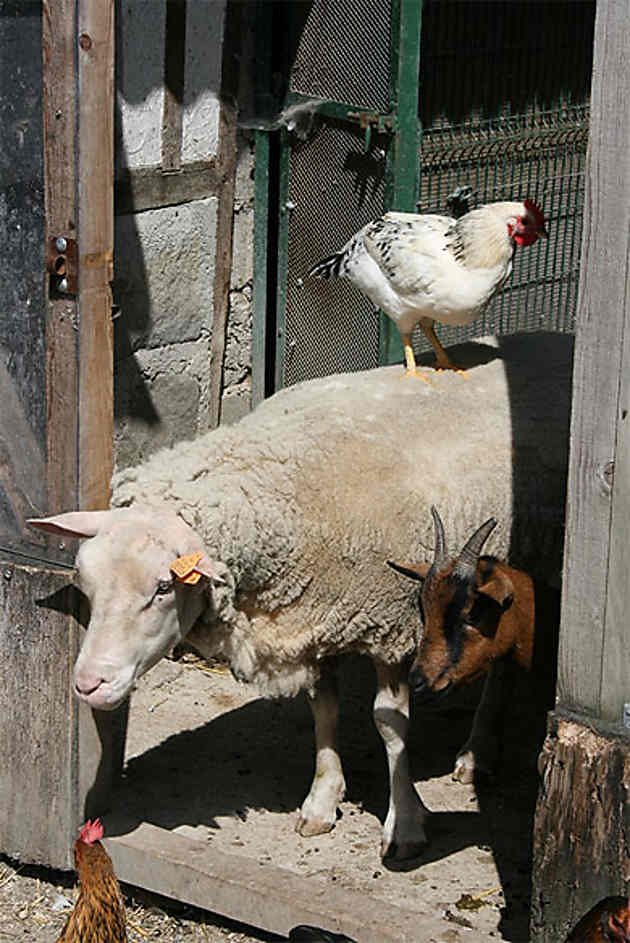 Les animaux de la ferme Animaux Parc Courbet Gagny SeineSaint