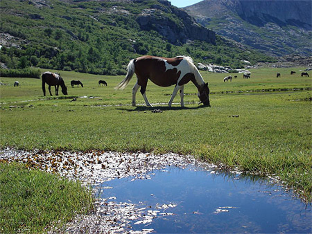 Le lac de Nino