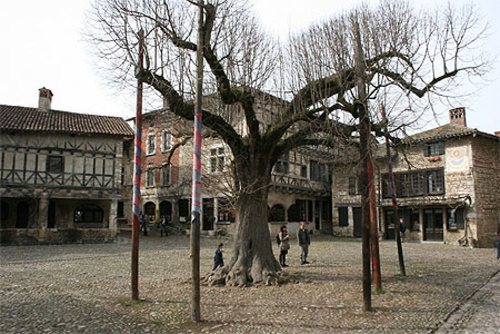 Le tilleul au centre de la place des Halles