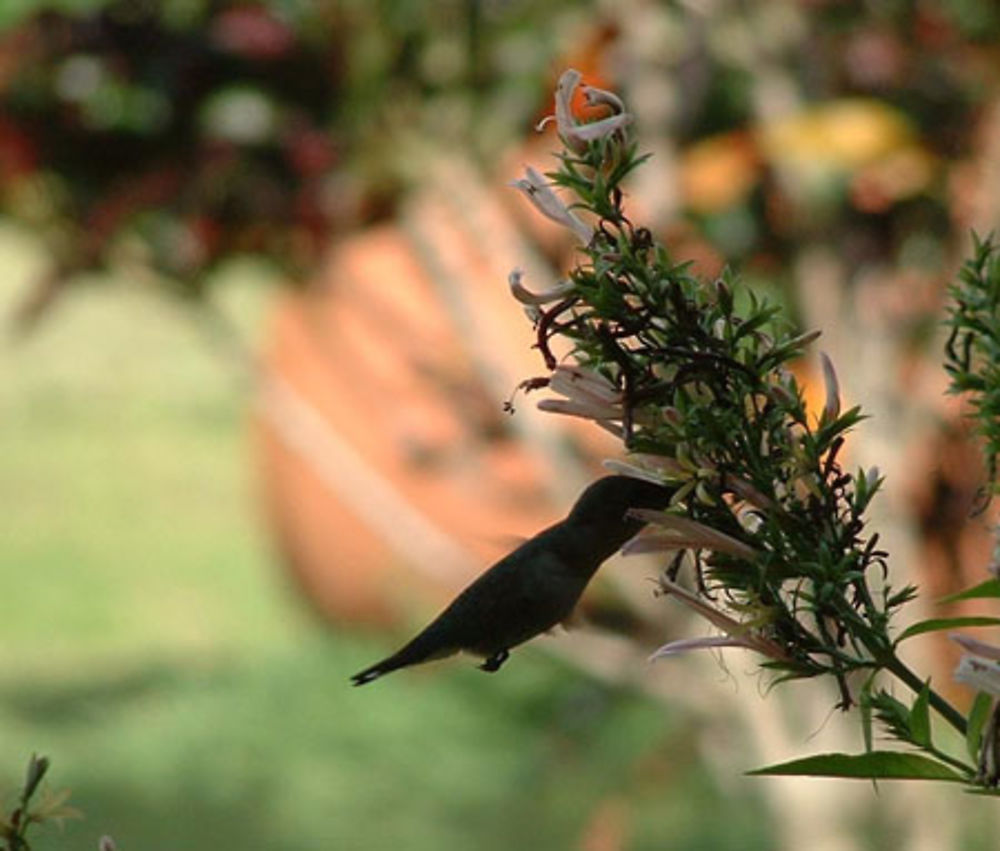 Colibri au petit matin