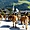Transhumance - Arrivée à Alpbach 