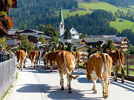 Transhumance - Arrivée à Alpbach 