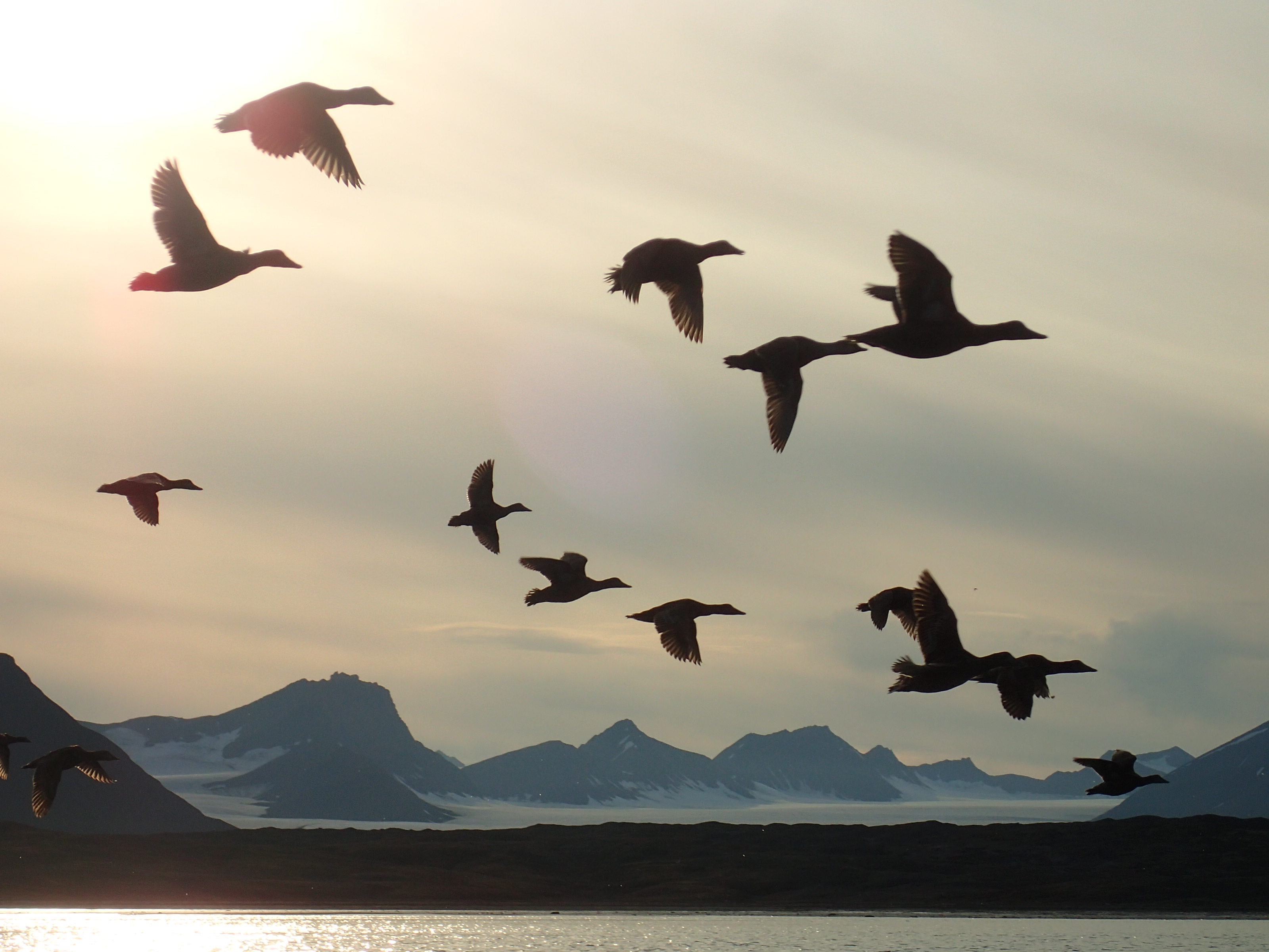 Vol de canards sauvages : Oiseaux : Glacier : Montagne : Baie dIsfjord :  Spitzberg : Archipel du Svalbard : Norvège : Routard.com