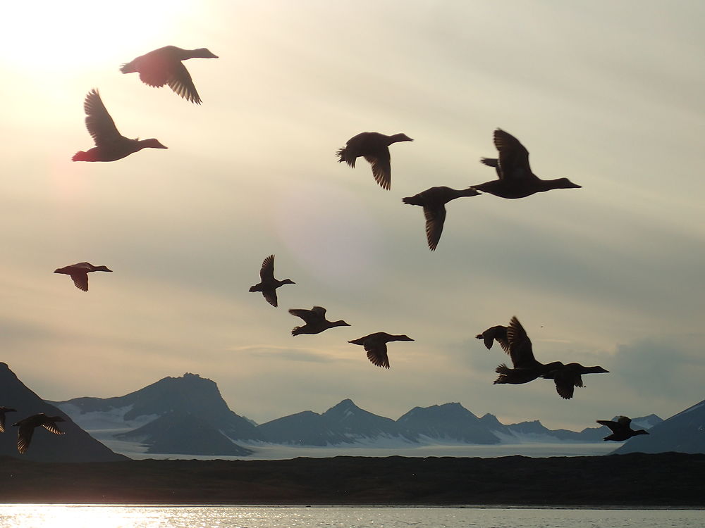 Vol de canards sauvages