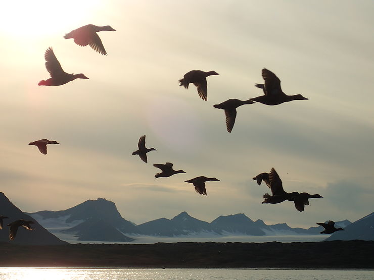 Vol de canards sauvages, Baie d'Isfjord, Spitzberg