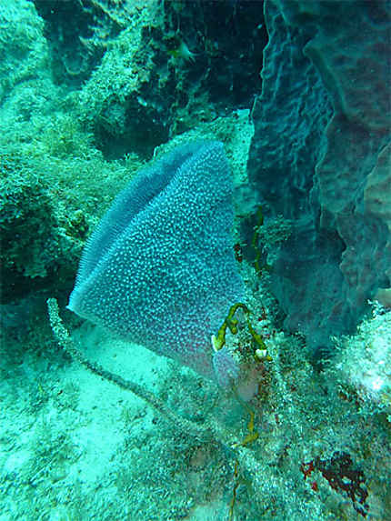 Eponge (Réserve Cousteau)