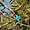Martin-pêcheur à gorge blanche (Halcyon smyrnensis)