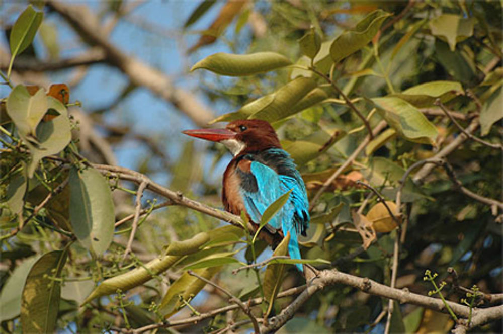 Martin-pêcheur à gorge blanche (Halcyon smyrnensis)