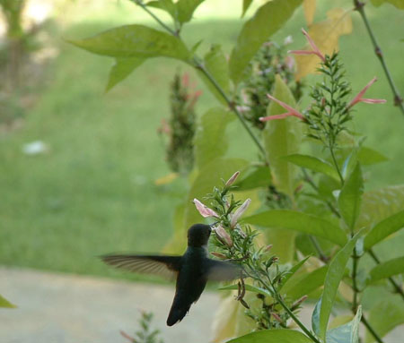 Colibri Colibri